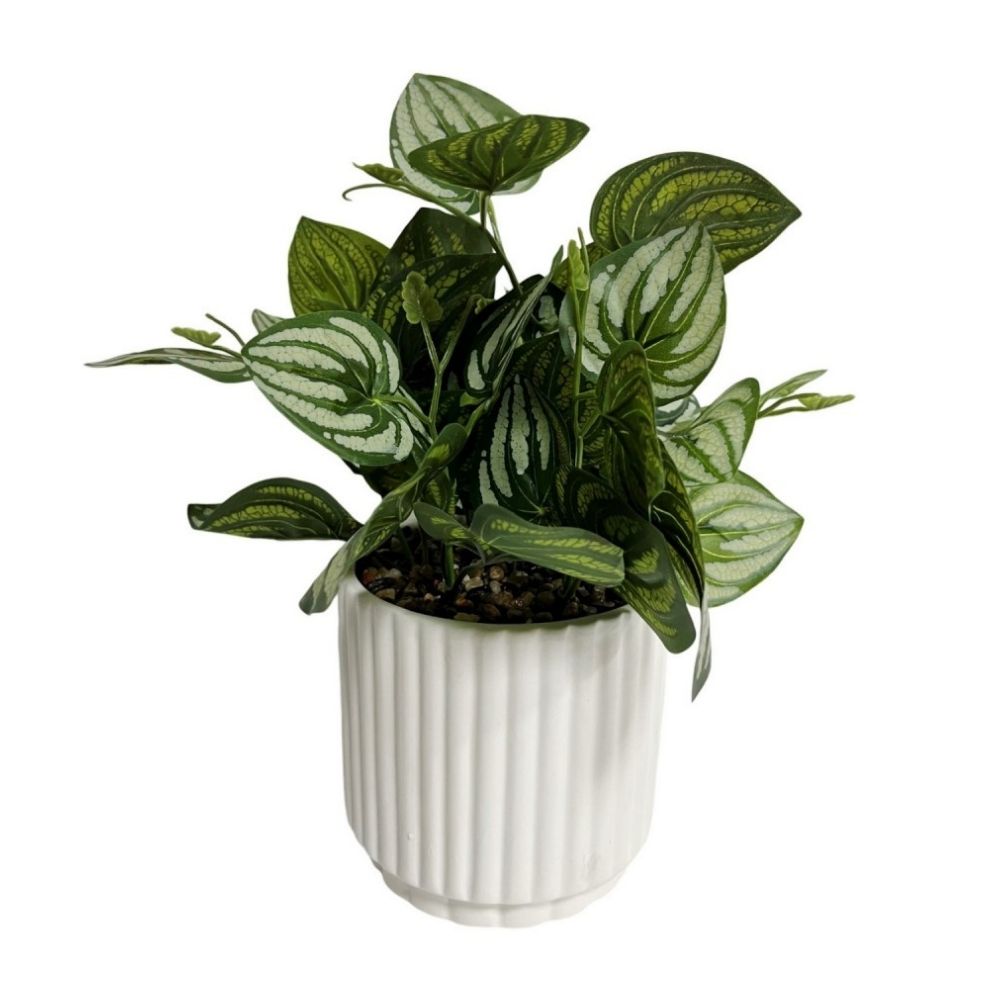 Fittonia Artificial con Maceta Cerámica Blanca Orange