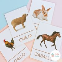 FLASHCARDS