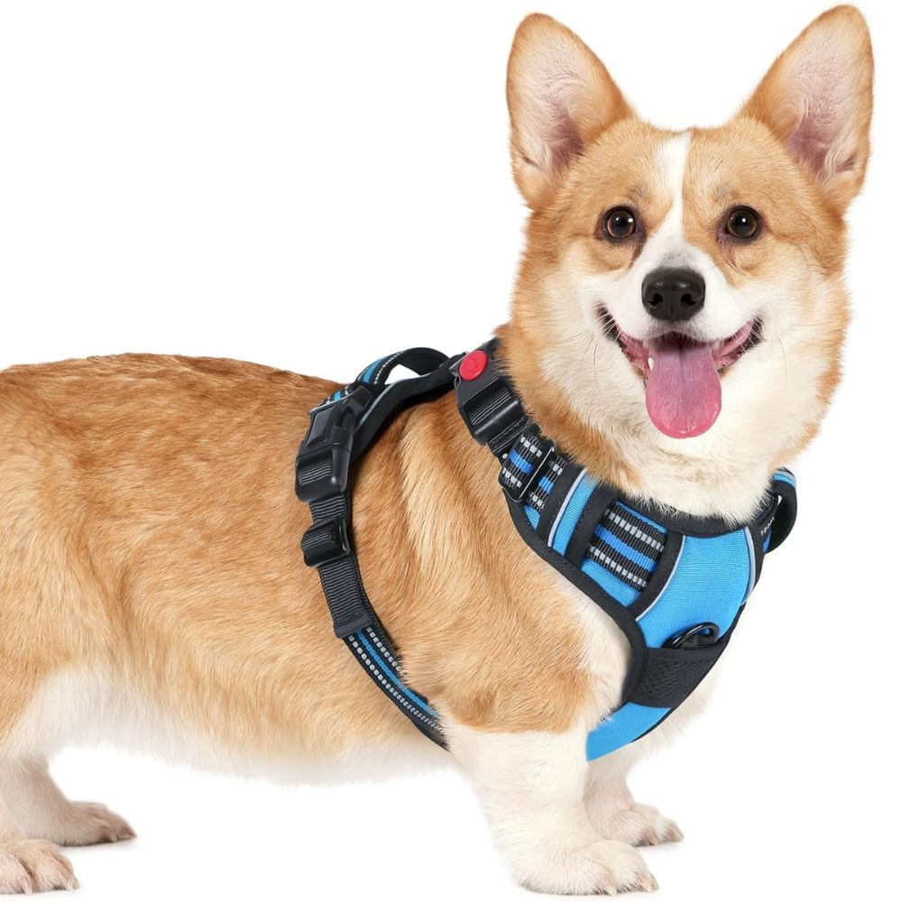 Arnés Ajustable para Perro Talla Small Antitirones Reflectante con Asa Color Celeste Arnés Ajustable para Perro Talla Small Antitirones Reflectante con Asa Color Celeste