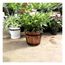 imageUrl_1