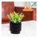 imageUrl_1