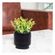 imageUrl_5