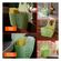 imageUrl_3