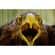 imageUrl_10