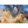 imageUrl_8