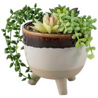 Maceta Degradé con Planta DECO HOME C&L