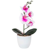Orquídea Surtida DECO HOME Bouquet