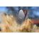 imageUrl_7