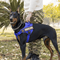 Pechera Arnés para Perros de Servicio Extra Doble Color Azul Talla Ly Correa Gruesa