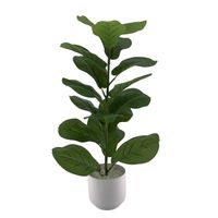 Planta Ficus 75Cm