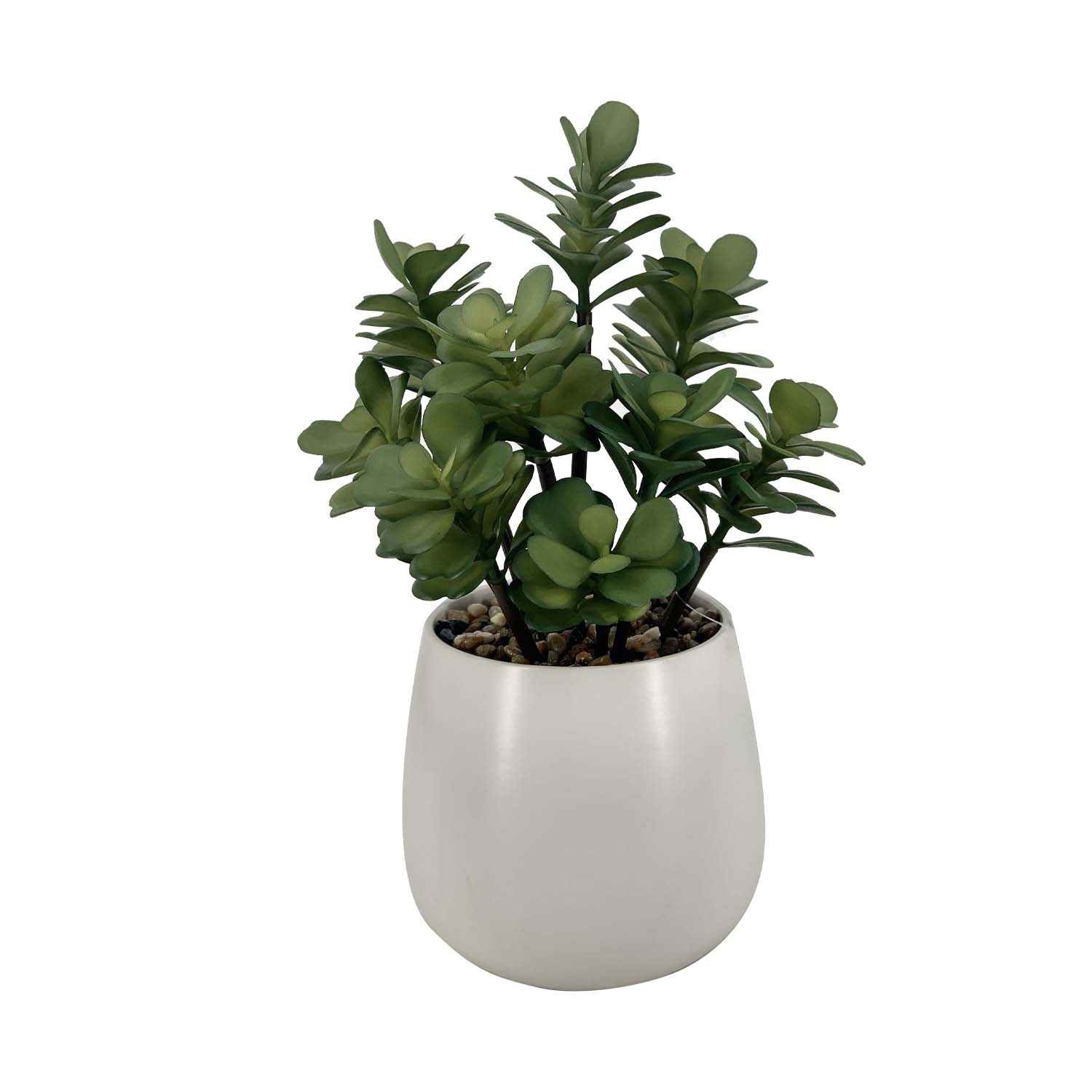 Planta Monedita 35Cm