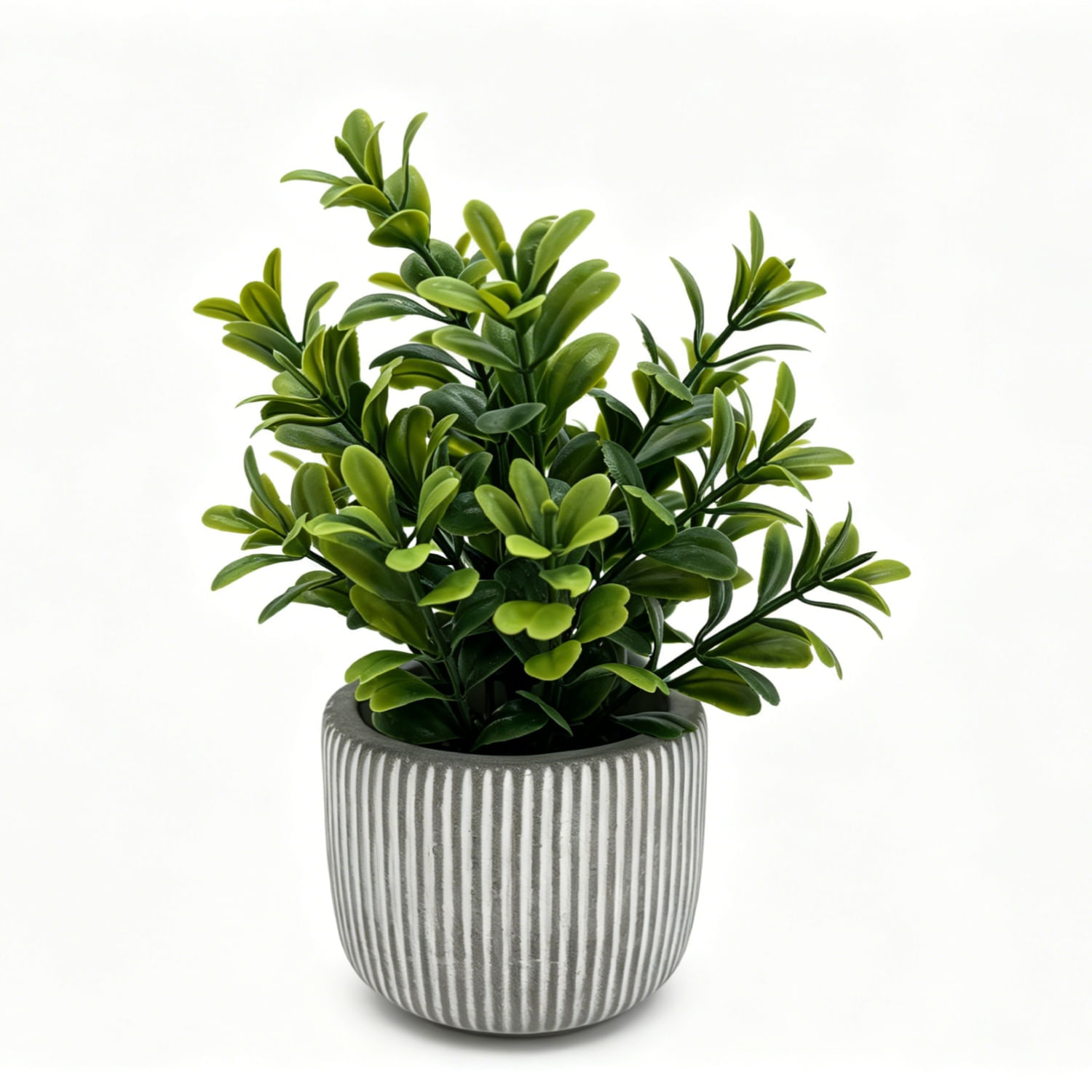 Planta Boja 18Cm