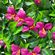 imageUrl_2