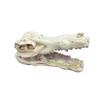 Adorno Decorativo Cráneo Cocodrilo Para Pecera Y Acuario