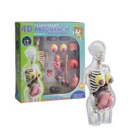 Maqueta Anatomica Del Cuerpo Humano 4D de Embarazo