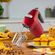 imageUrl_9