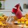 imageUrl_7