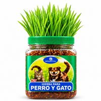 Hierba natural para gatos mejora digestión previene bola pelos
