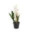 Maceta decorativa Orquídea Melón 32 cm