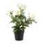 Maceta decorativa Arreglo floral Rosas Blancas 33 cm