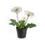 Maceta decorativa Gerbera Blanca 28 cm
