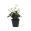 Maceta decorativa Cyclamen Blanco 23 cm