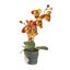Maceta decorativa Orquídea Vino
