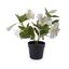 Campanilla Blanca en maceta 33cm
