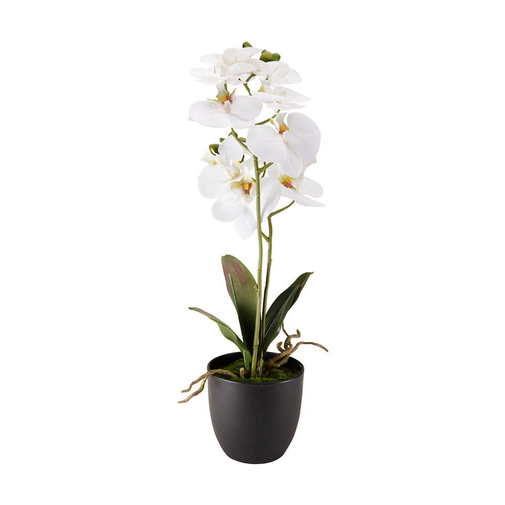 Orquídea Blanca en maceta 61cm - Promart