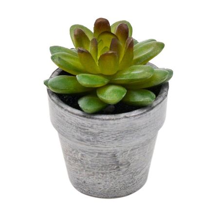 Suculenta Arbol De Jade En Maceta 9cm Promart