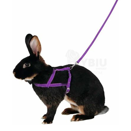 imageUrl_2 imageUrl_2