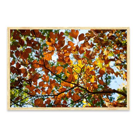 Cuadro Leaves 60x40 Papel de Algodón Marco madera natural - Promart