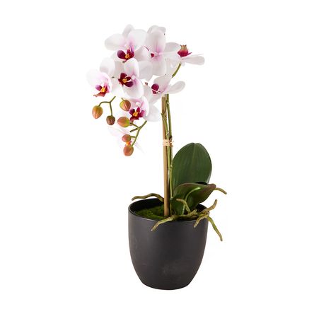 borgoña expedido progresivo Orquídea blanca en maceta 44.5cm - Promart