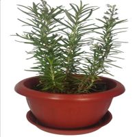 Planta Aromatica Romero