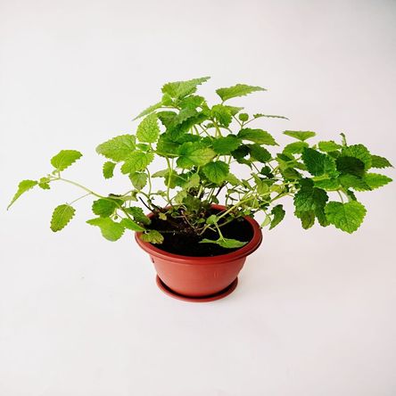 image-53049c8ed0dd4fffbcb05132a0113ed9 image-53049c8ed0dd4fffbcb05132a0113ed9