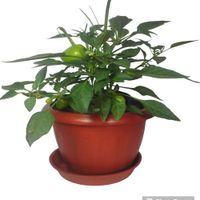 Planta Aji Limo