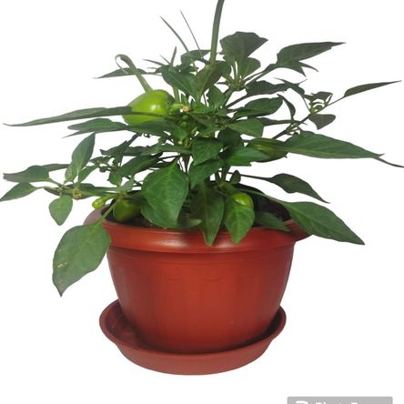 image-1bf83affe9be4f7e95fc83f4c1f09da9 image-1bf83affe9be4f7e95fc83f4c1f09da9