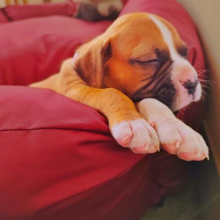 imageUrl_1 imageUrl_1