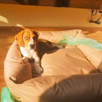Cama Impermeable para Verano/Invierno 100% Hipoalergénico Beige Talla L