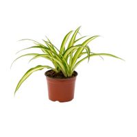 Planta natural Clorofito Mp 4Estaciones
