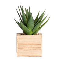 Planta Artificial Chic Atmosphera Verde de 14cm