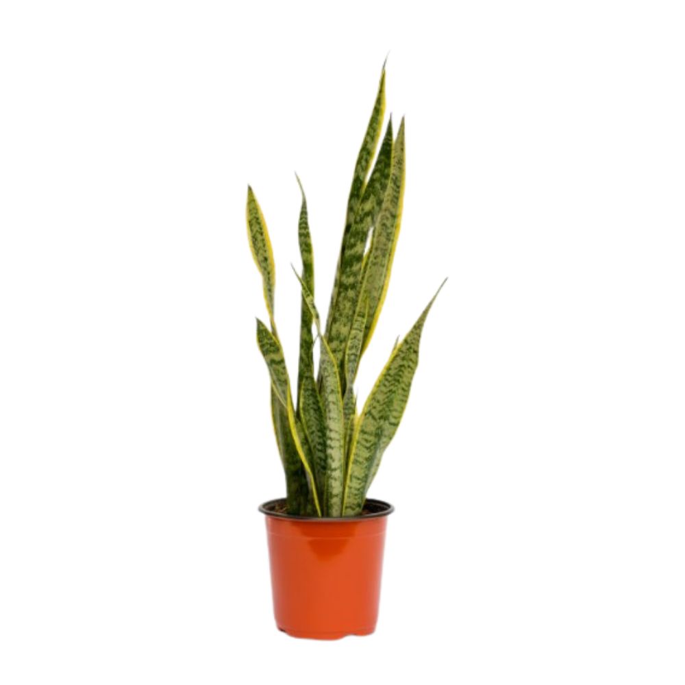 Planta Lengua de Suegra 4Estaciones Orgánica