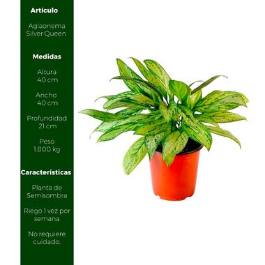 Planta Aglaonema Silver Queen - Promart