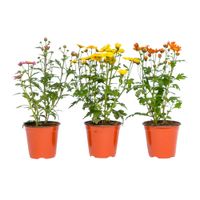 Planta natural Chrysanthemo 4Estaciones