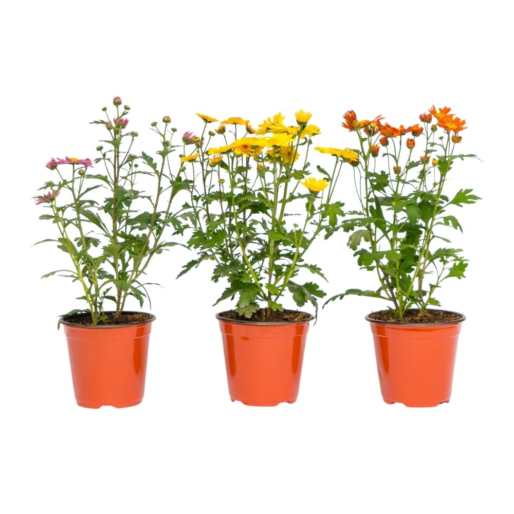 Planta natural Chrysanthemo 4Estaciones