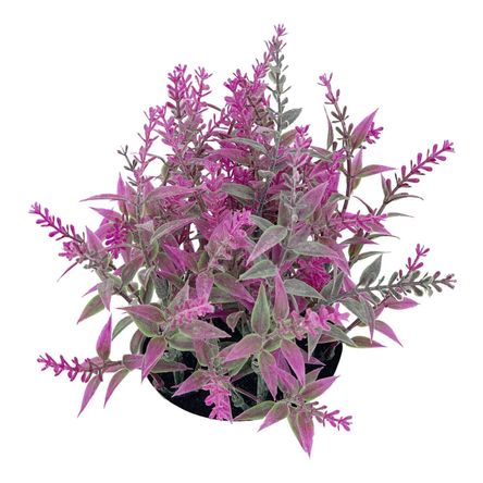 image-47e46487bf30441789e31b908734e064 image-47e46487bf30441789e31b908734e064