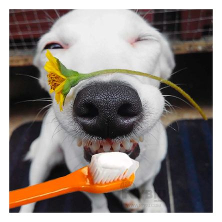 Kit para la Higiene para Mascotas Multicolor Y+Agendita Kit para la Higiene para Mascotas Multicolor Y+Agendita