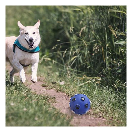 Pelota Antiestres para Mascotas en Azul Y+Stickers