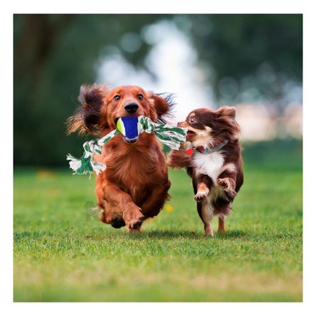 Soga para Mascotas con Pelota de Tenis en Multicolor