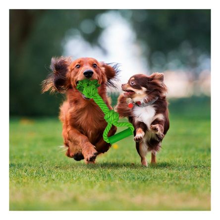 Soga Pet para Disfrutar Caminata Tono Verde Limon Y+Agendita Soga Pet para Disfrutar Caminata Tono Verde Limon Y+Agendita